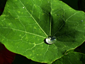 ugl